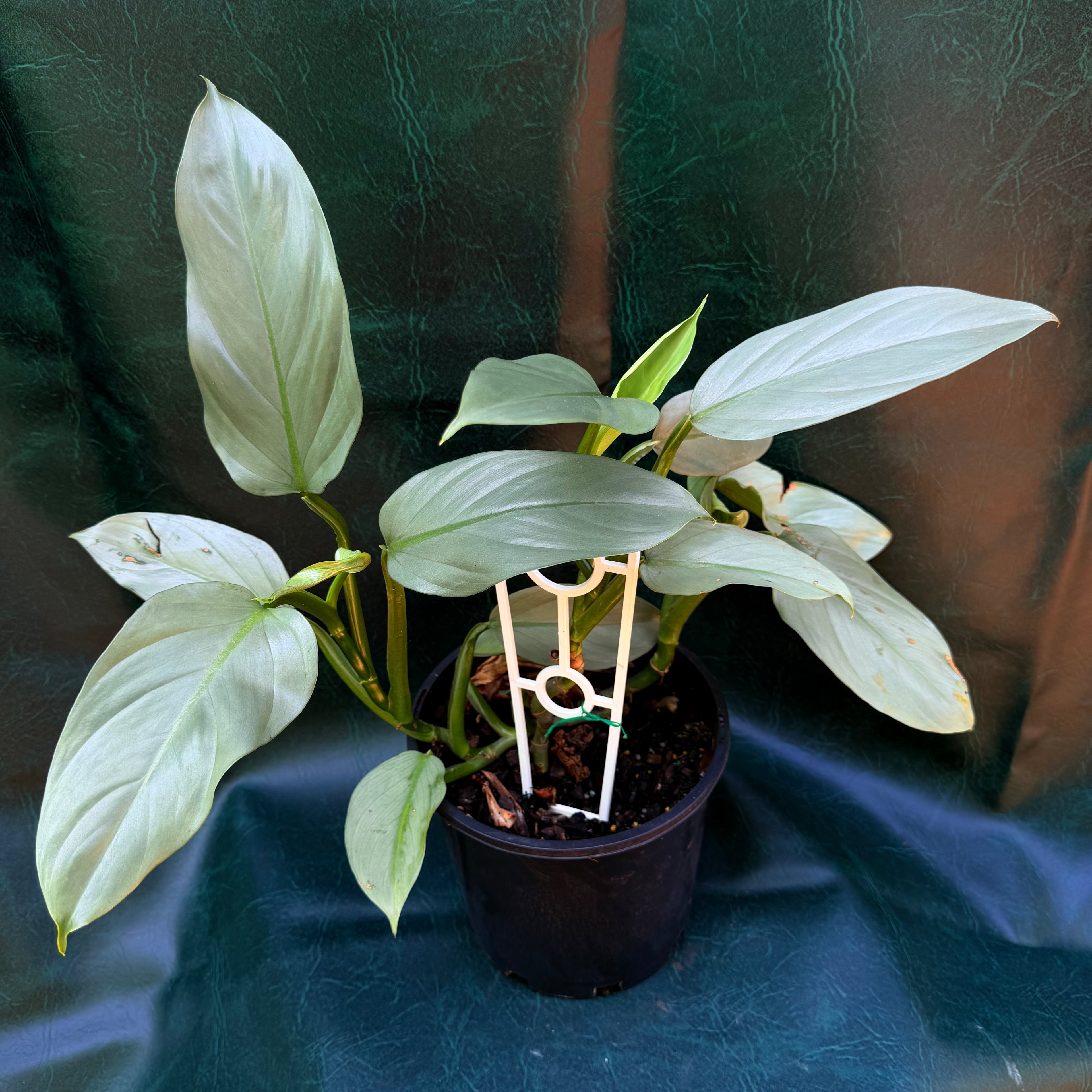 Philodendron Silver Sword