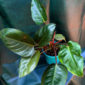 Philodendron Rojo Congo