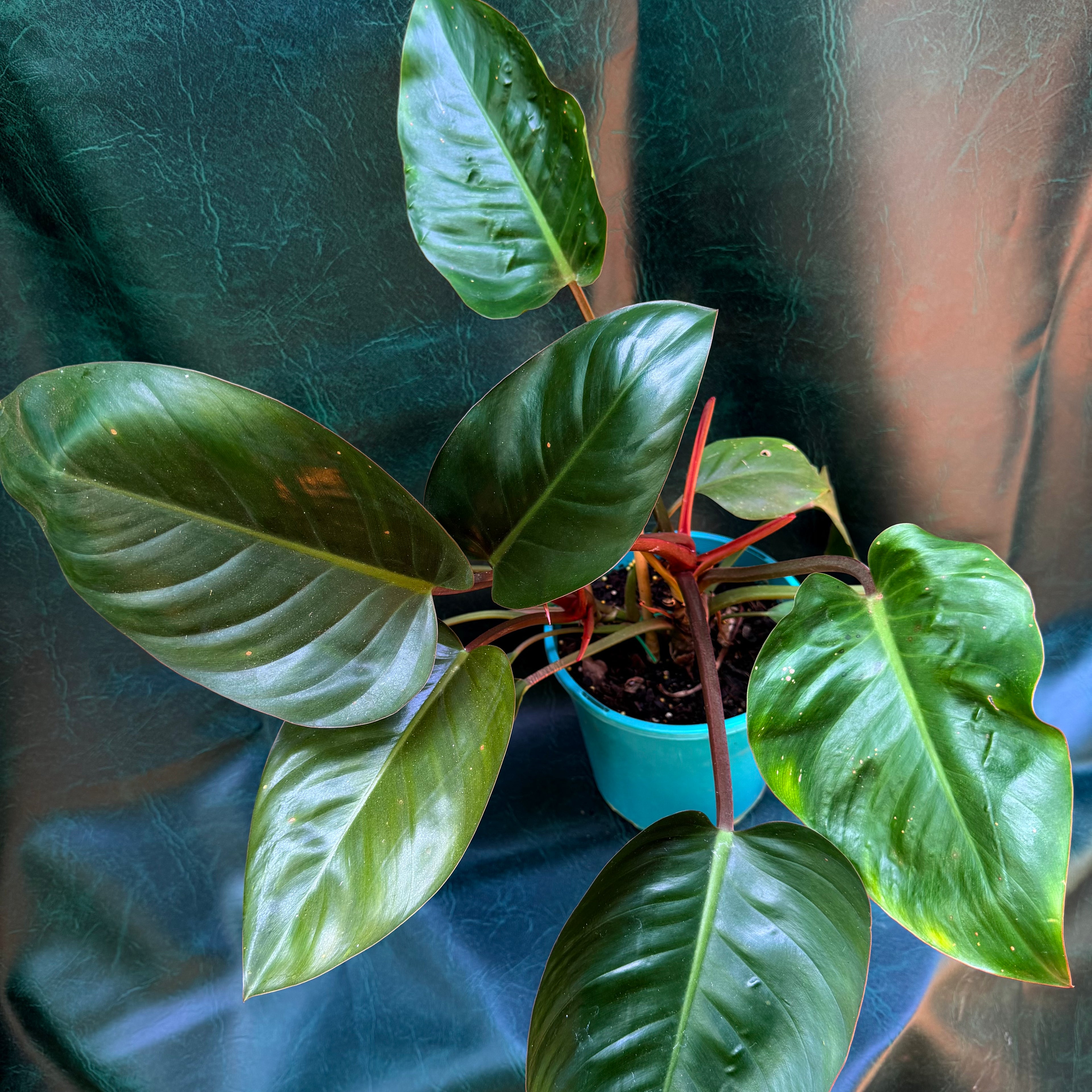 Philodendron Rojo Congo