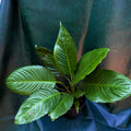 Spathiphyllum Peace Lily