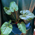 Philodendron Summer Glory