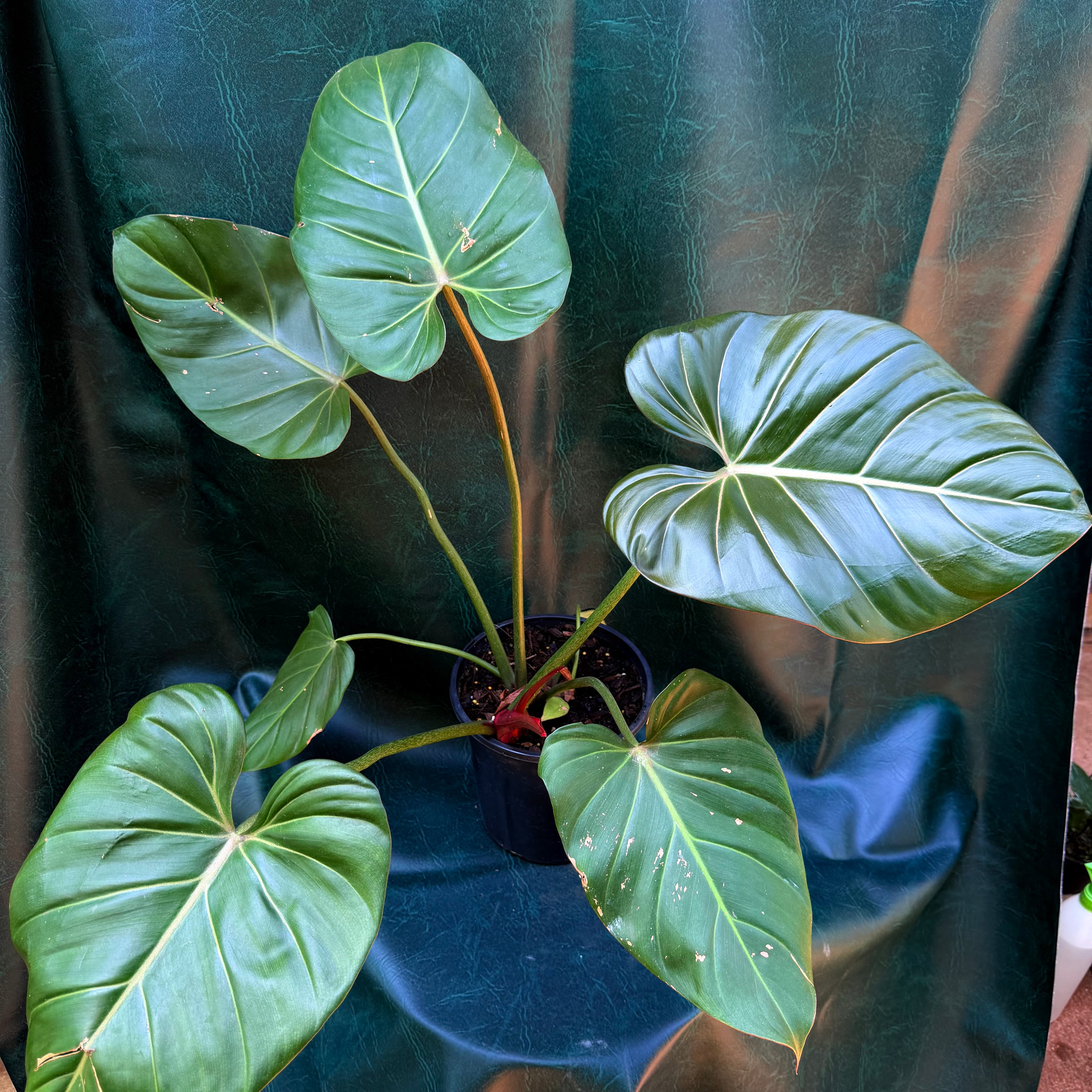 Philodendron Summer Glory