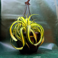 Chlorophytum Curly spider plant