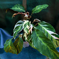 Calathea White Fusion