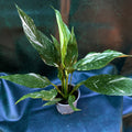 Spathiphyllum variegated Peace Lily