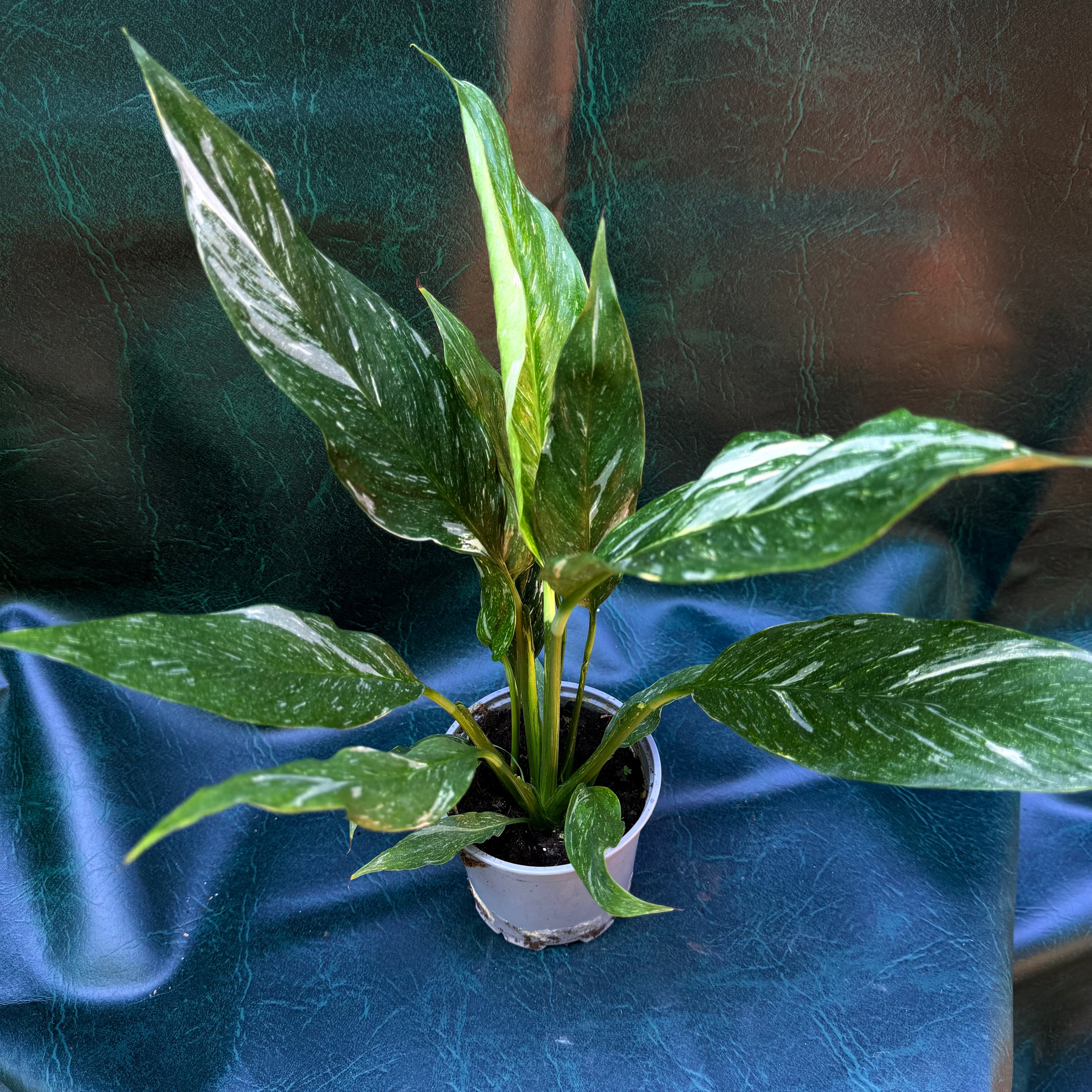 Spathiphyllum variegated Peace Lily