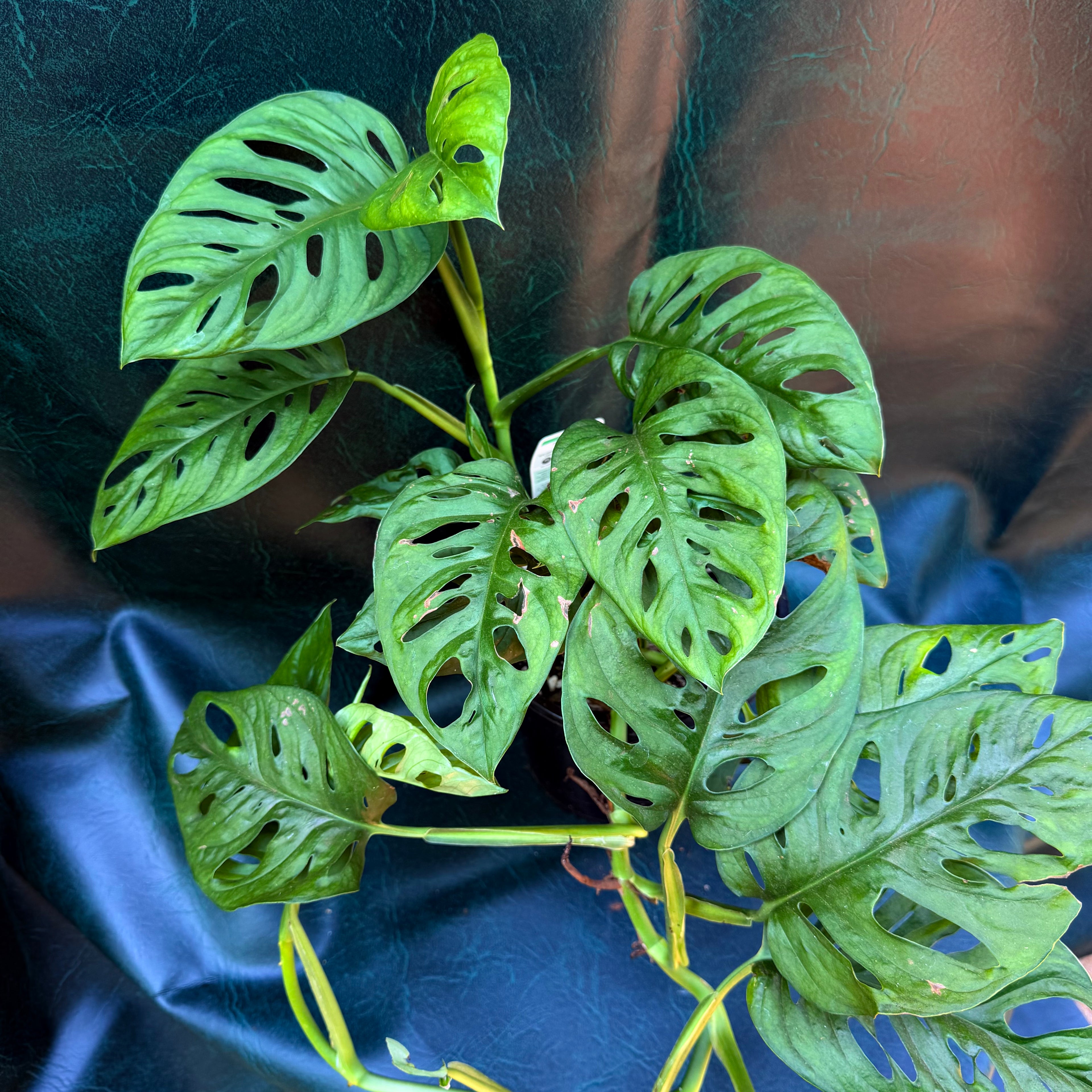Monstera Adansonii Monkey Mask