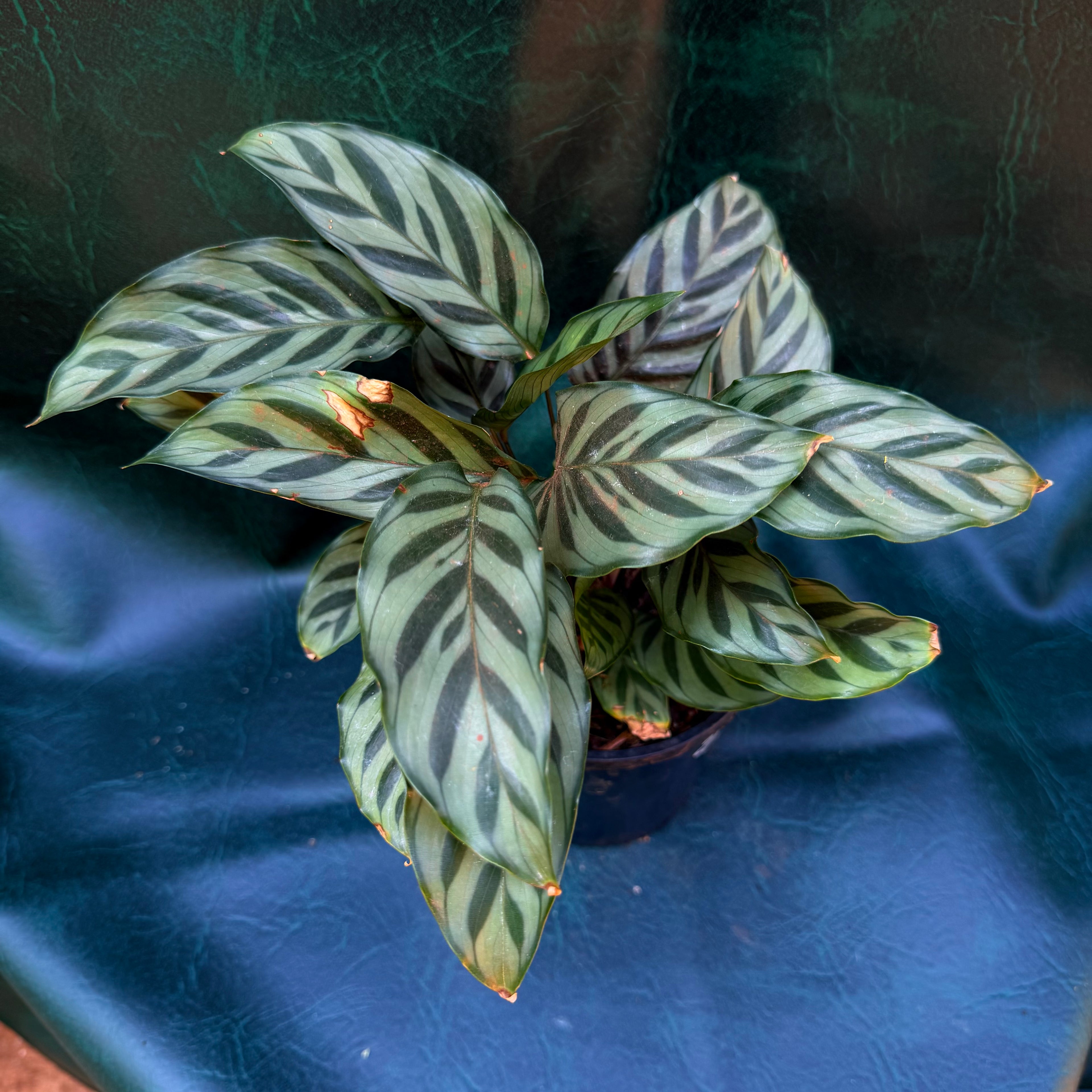 Calathea sp.