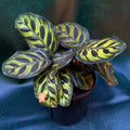 Calathea Makoyana