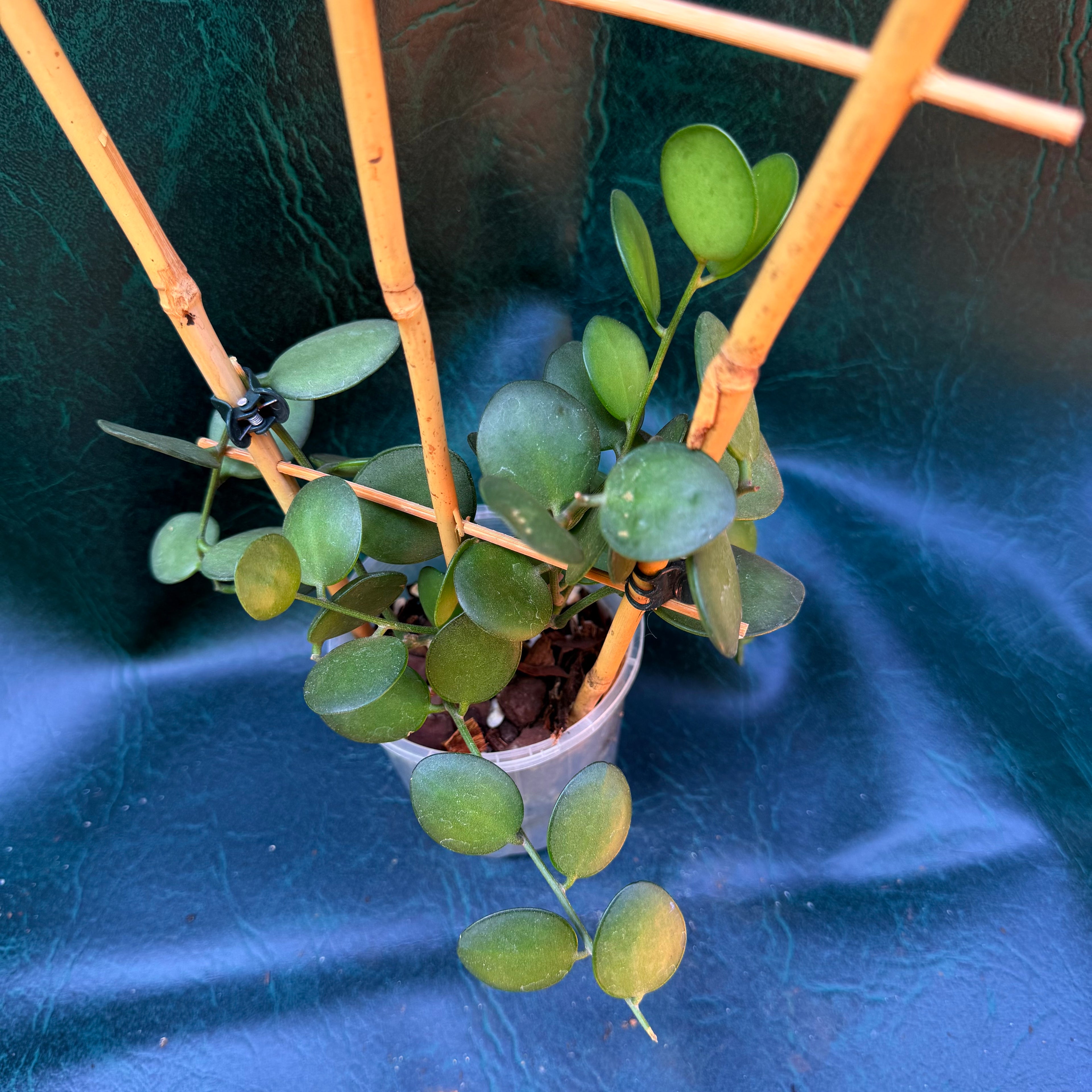 Xerosicyos Danguyi - Silver dollar plant