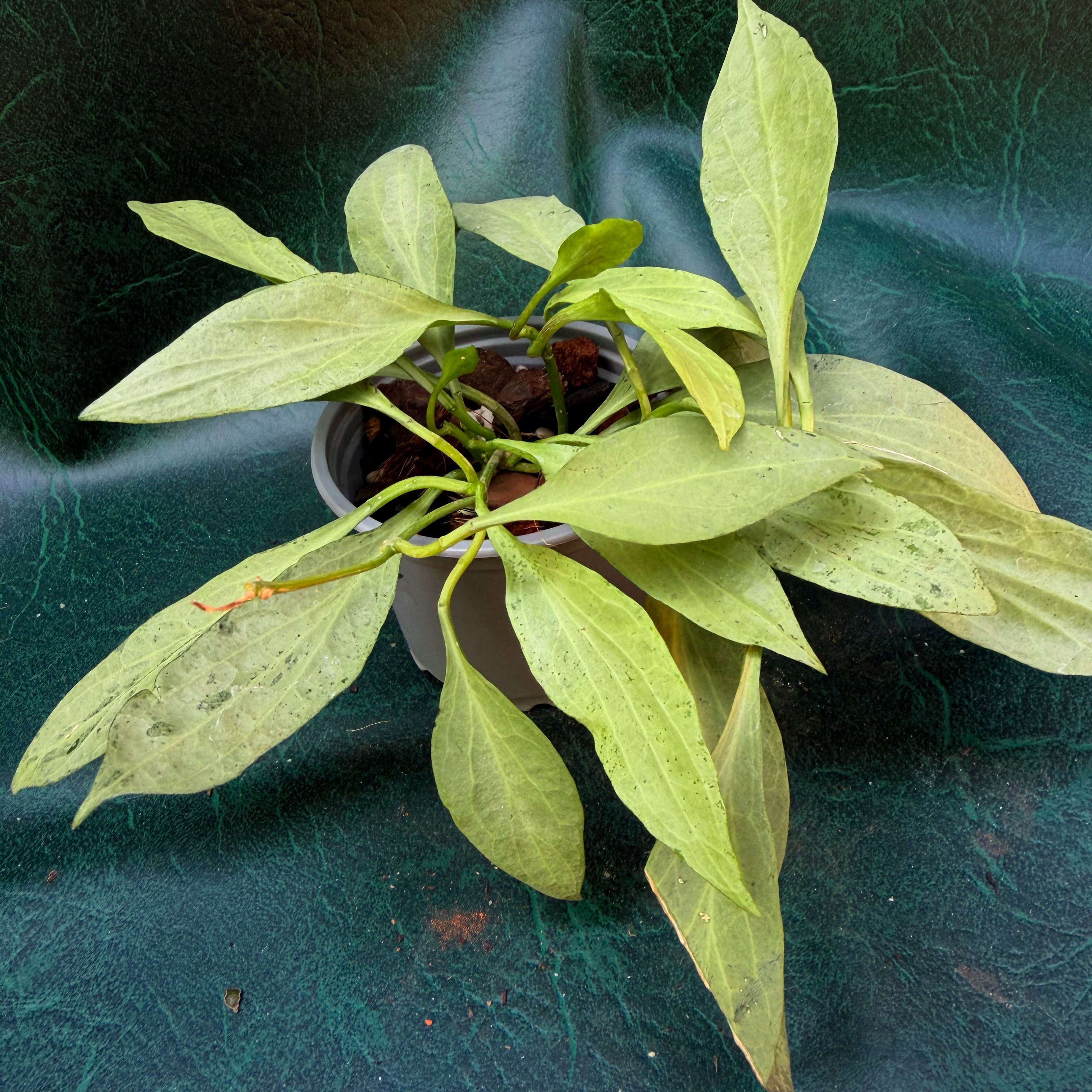 Hoya New Guinea Silver Ghost