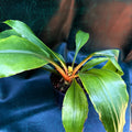 Chlorophytum Princess Mable