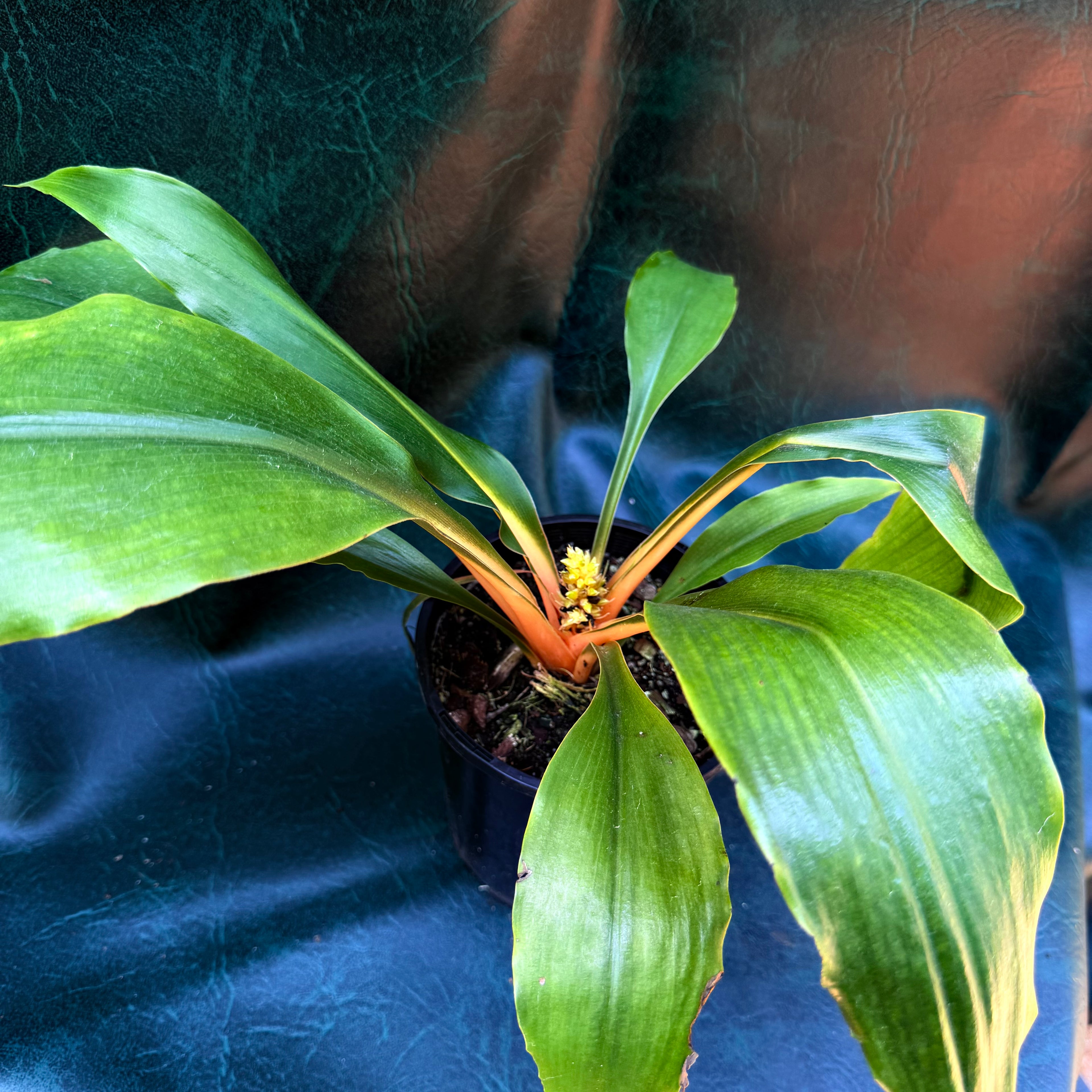 Chlorophytum Princess Mable