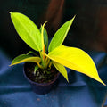 Philodendron Golden Imperial