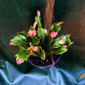 Zygo cactus