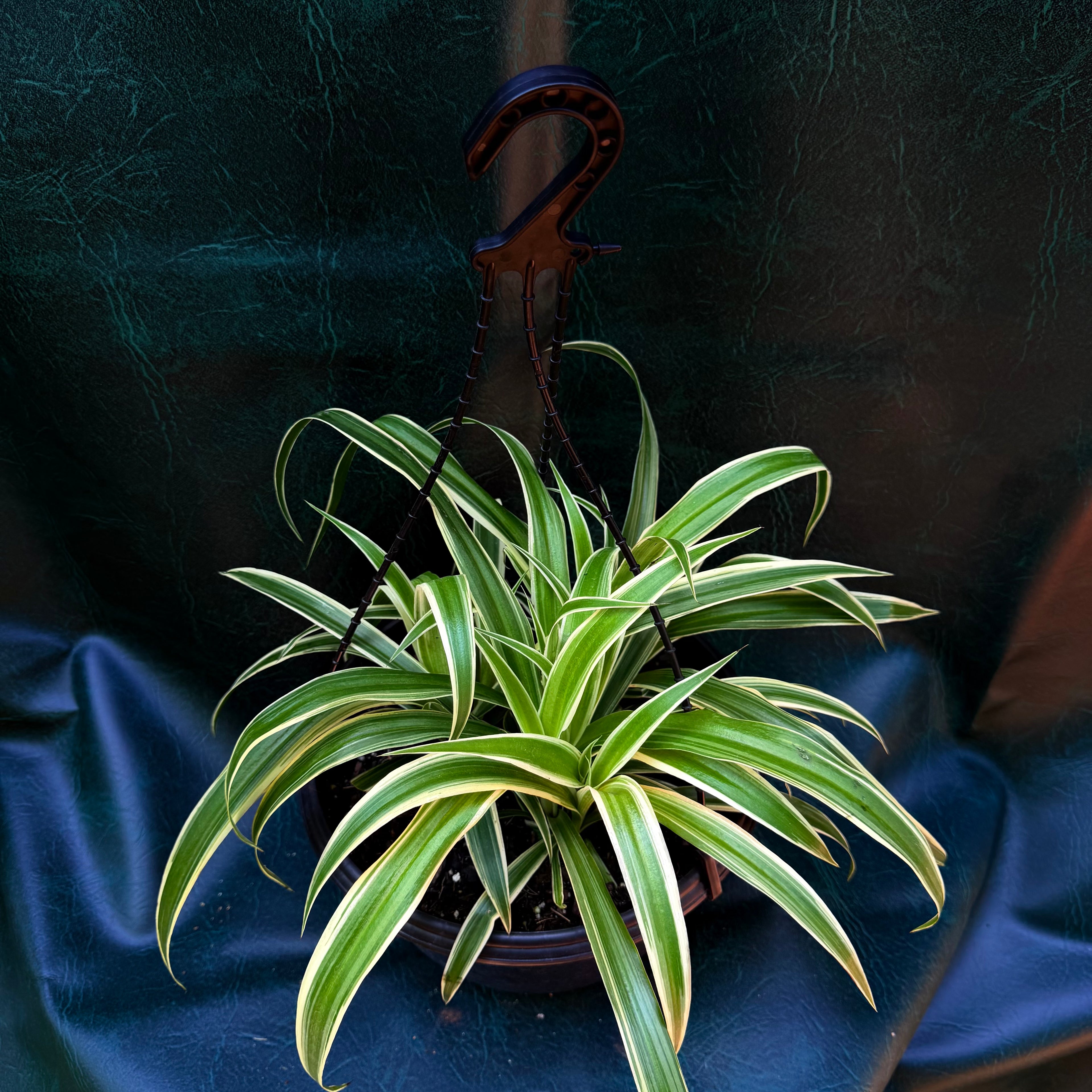 Chlorophytum reverse - Spider plant