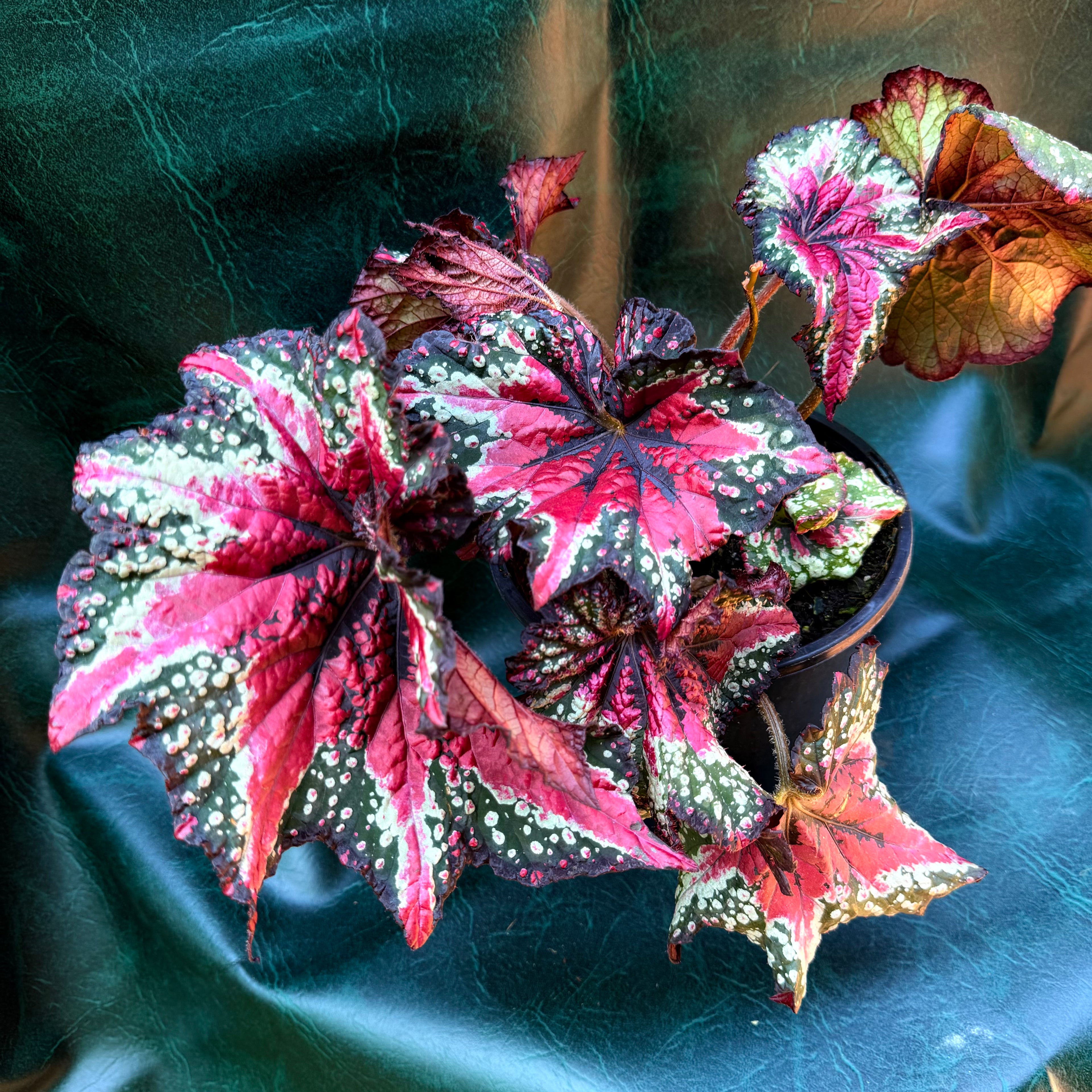 Begonia Painter's Pallet
