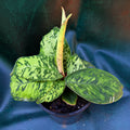 Homalomena Camoflage