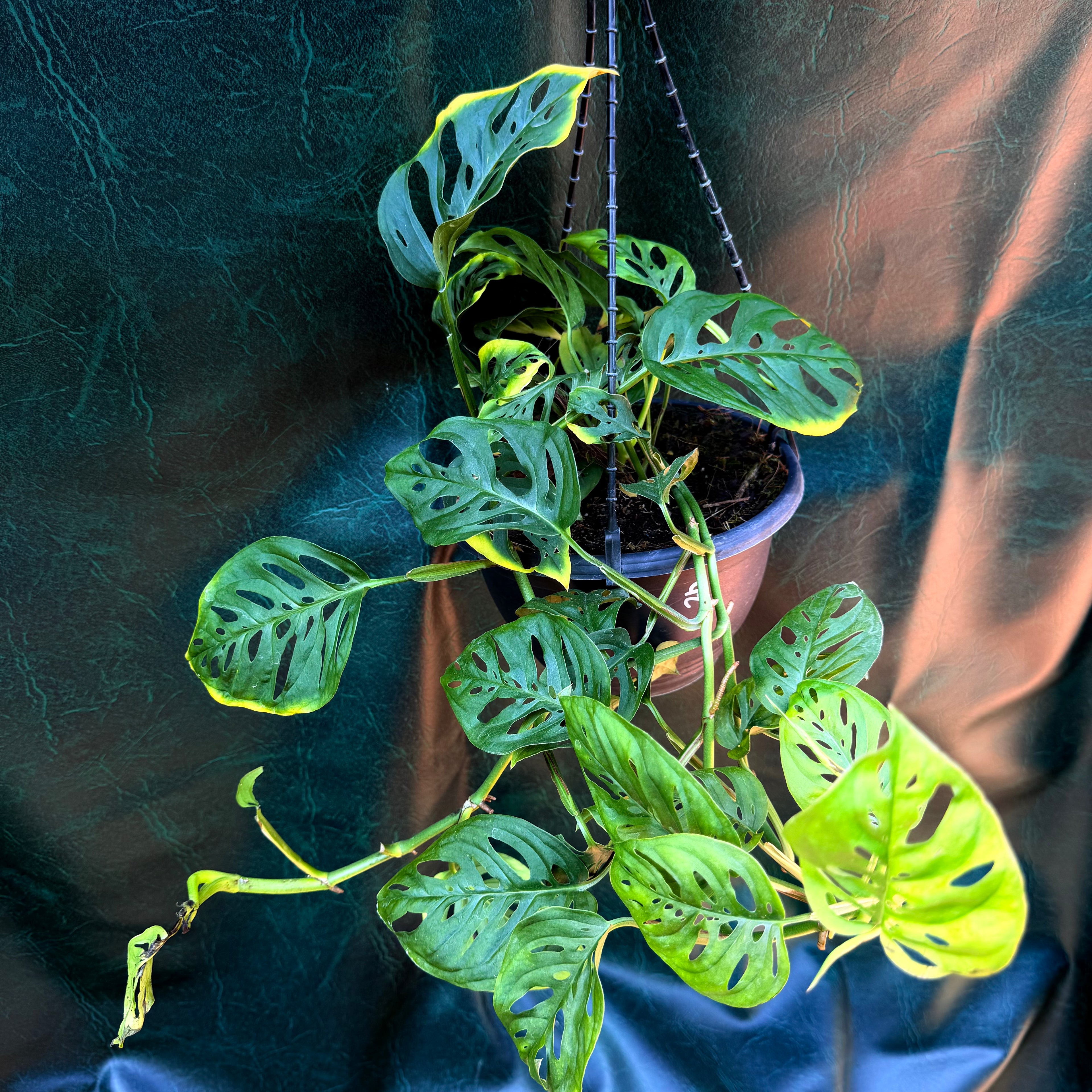Monstera Adansonii
