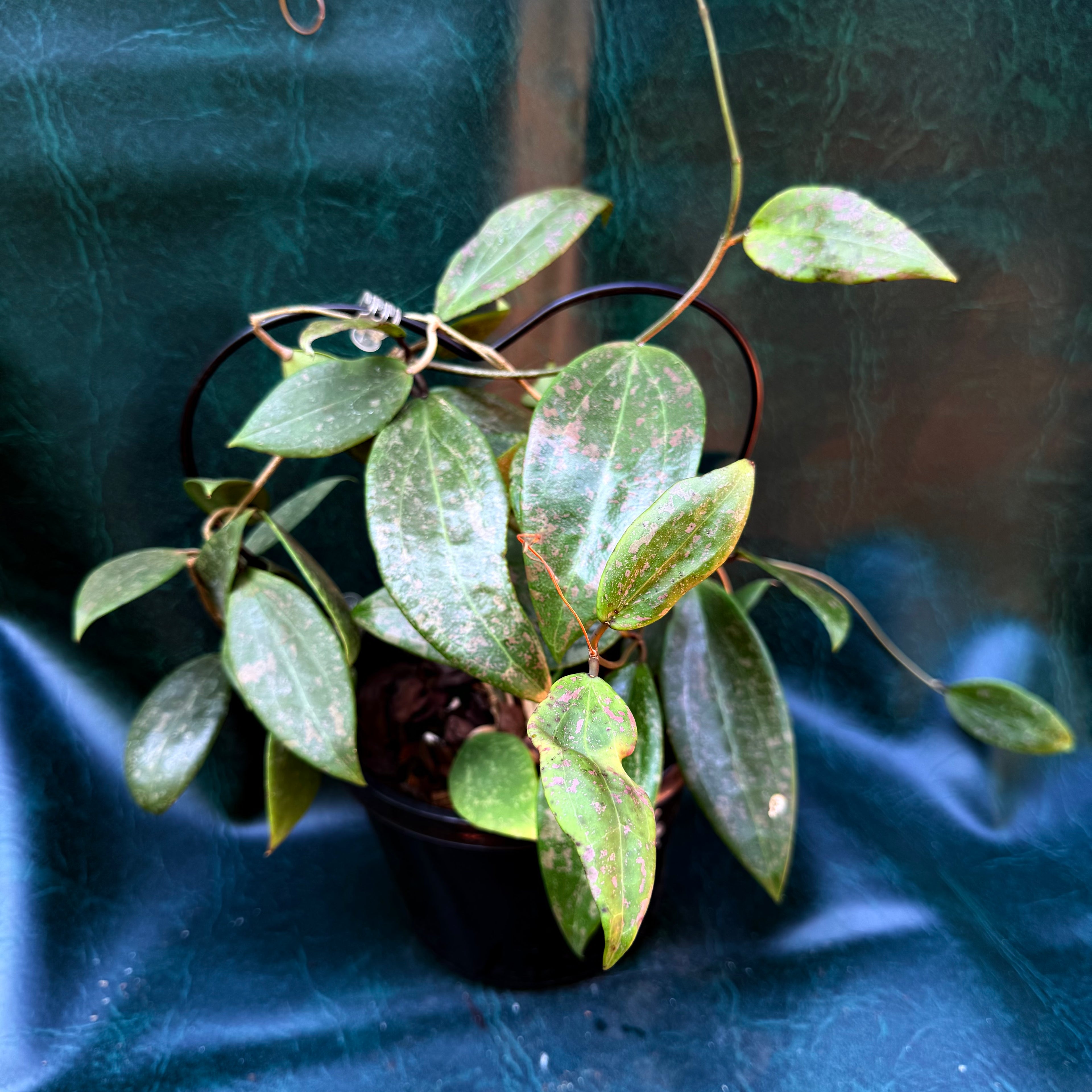 Hoya Wibergiae