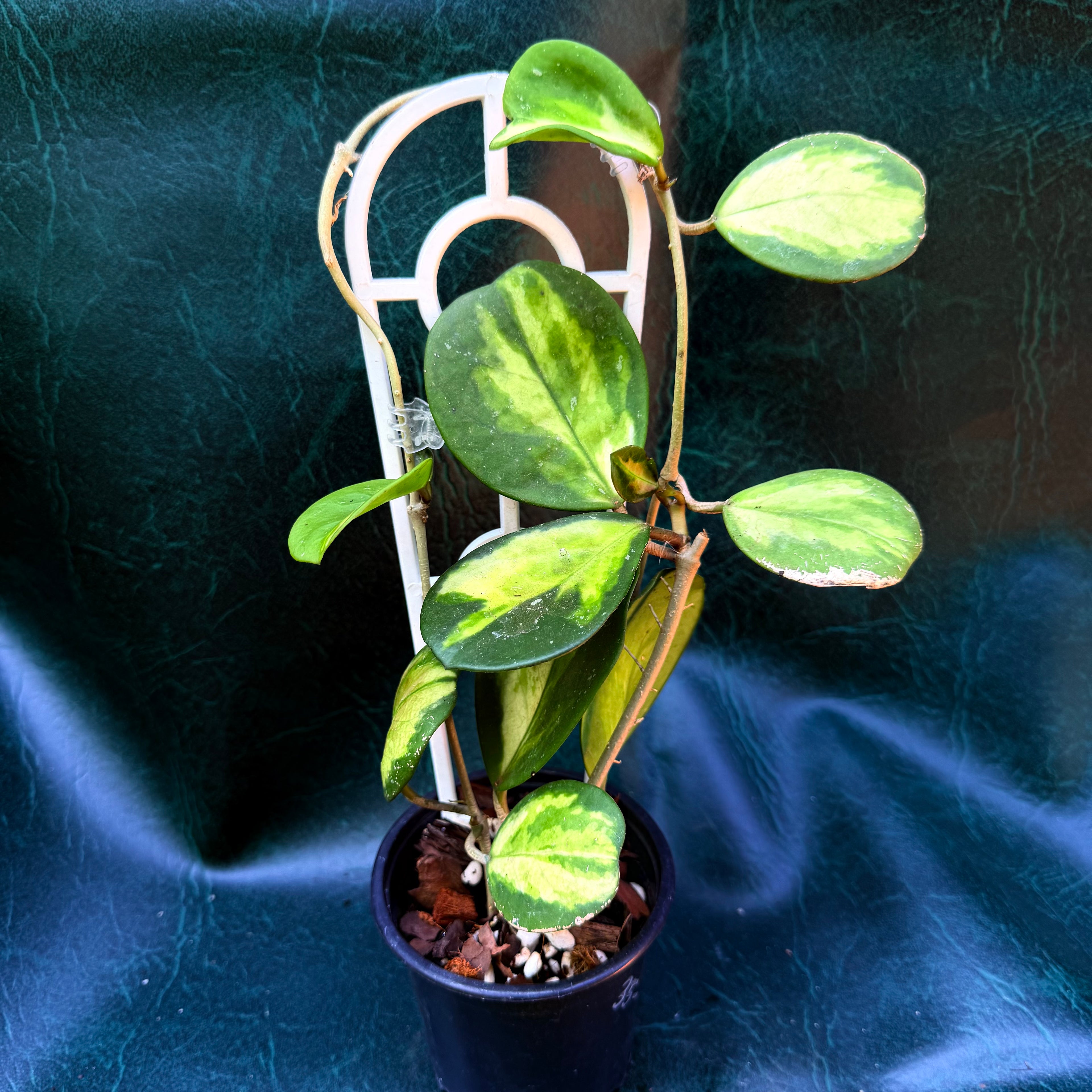 Hoya Obovata Variegata