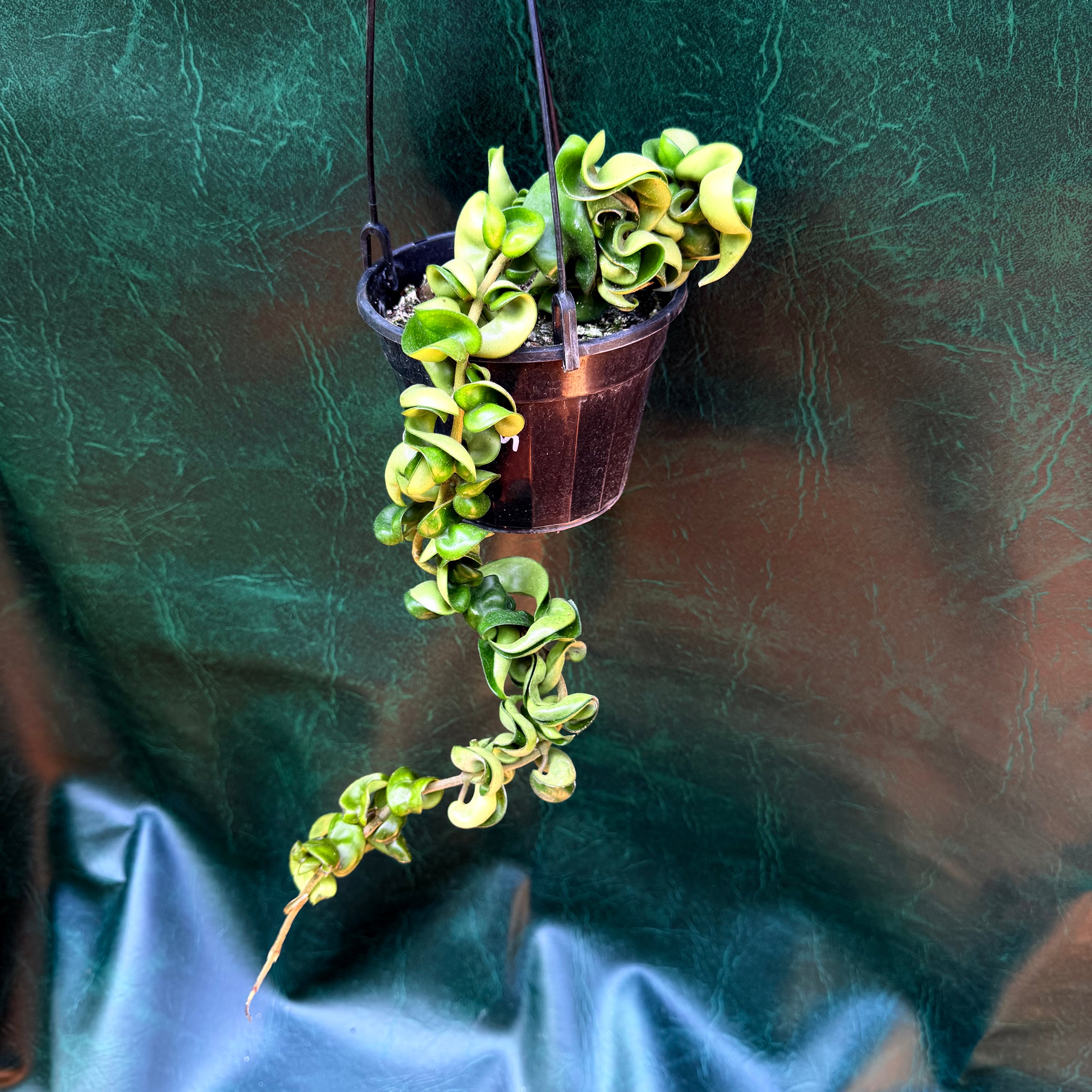 Hoya Indian Rope