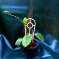 Hoya Fungii