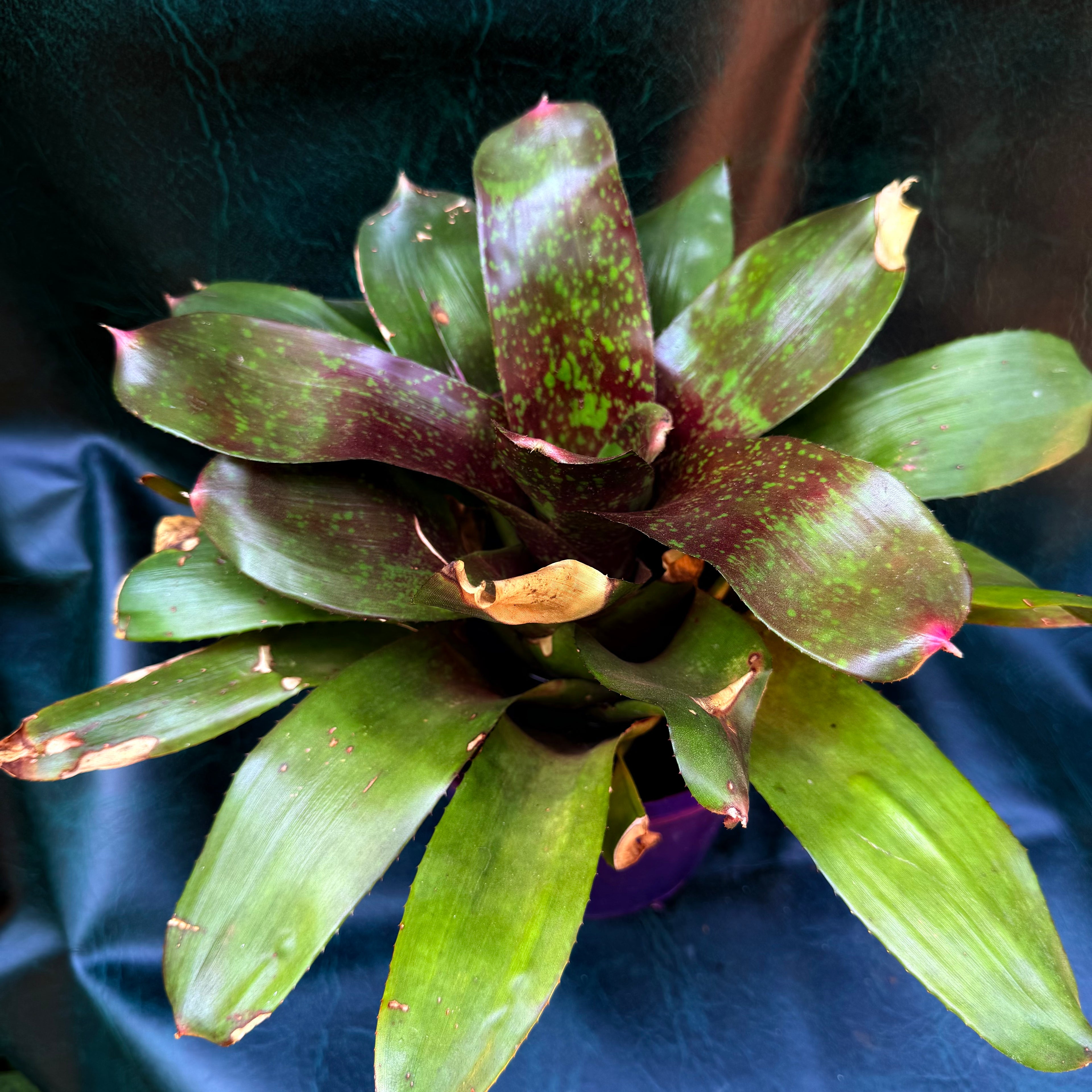 Bromeliad sp