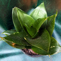 Sansevieria hahnii Jade