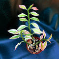 Euphorbia Tithymaloides - ZigZag plant