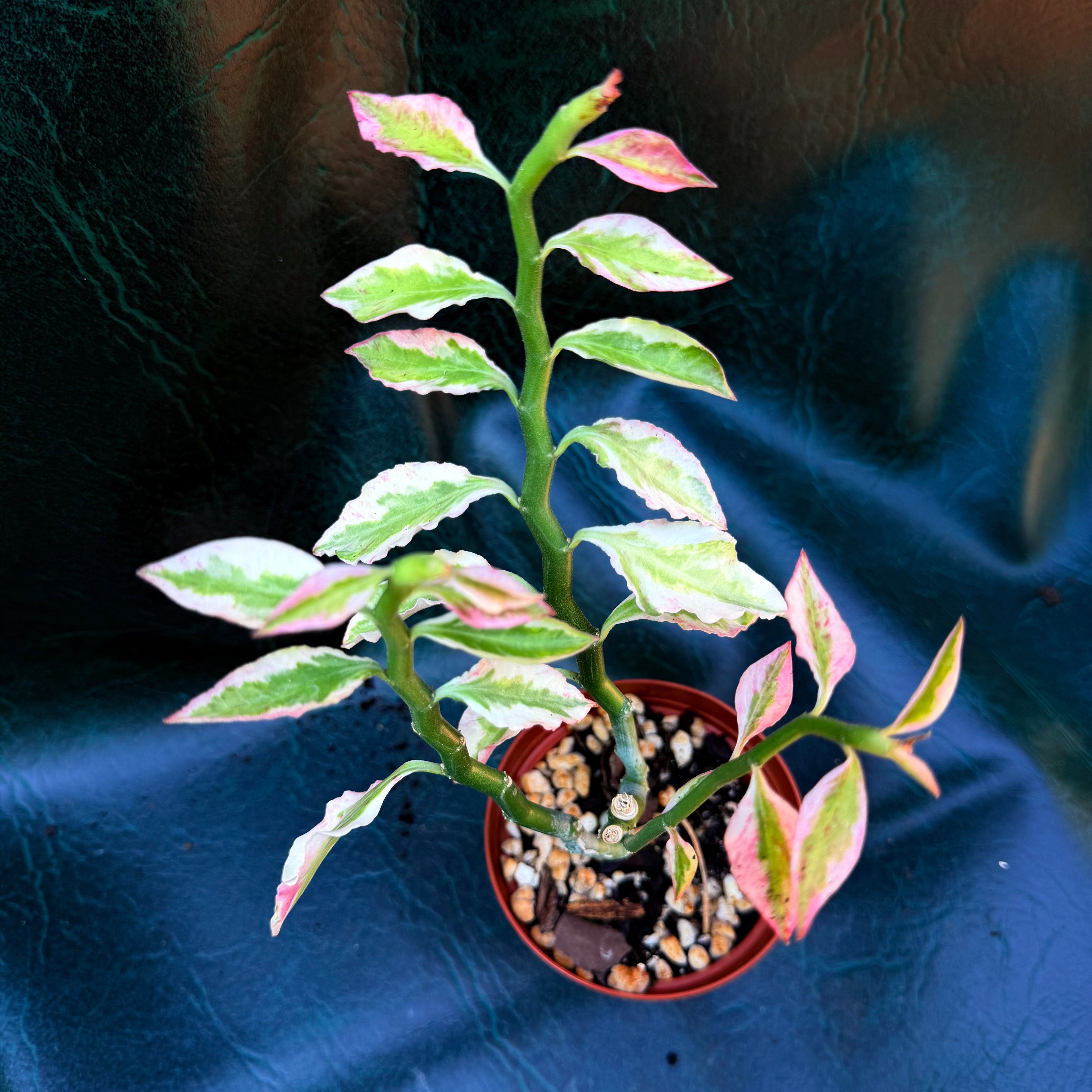 Euphorbia Tithymaloides - ZigZag plant