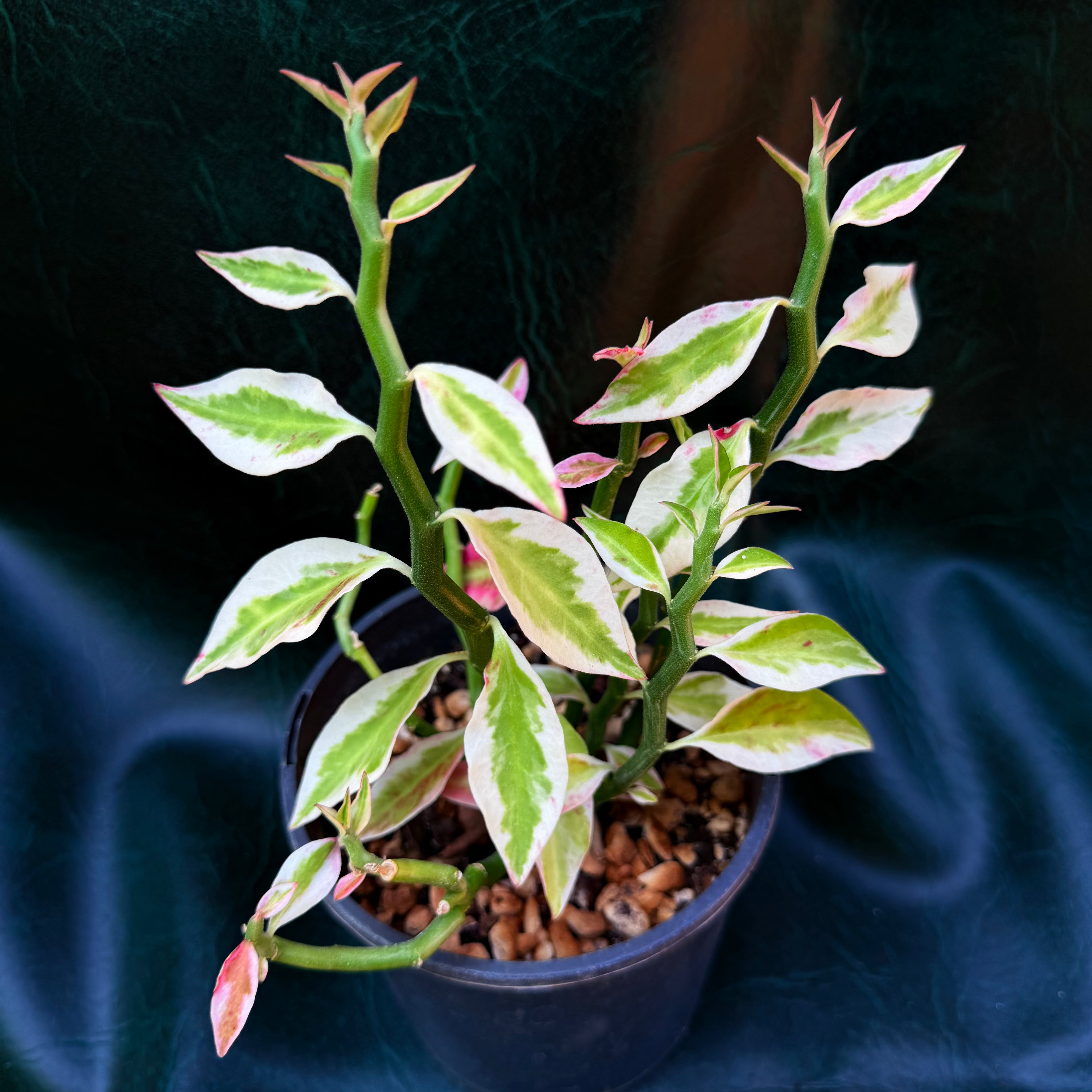 Euphorbia Tithymaloides
