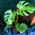 Monstera Deliciosa
