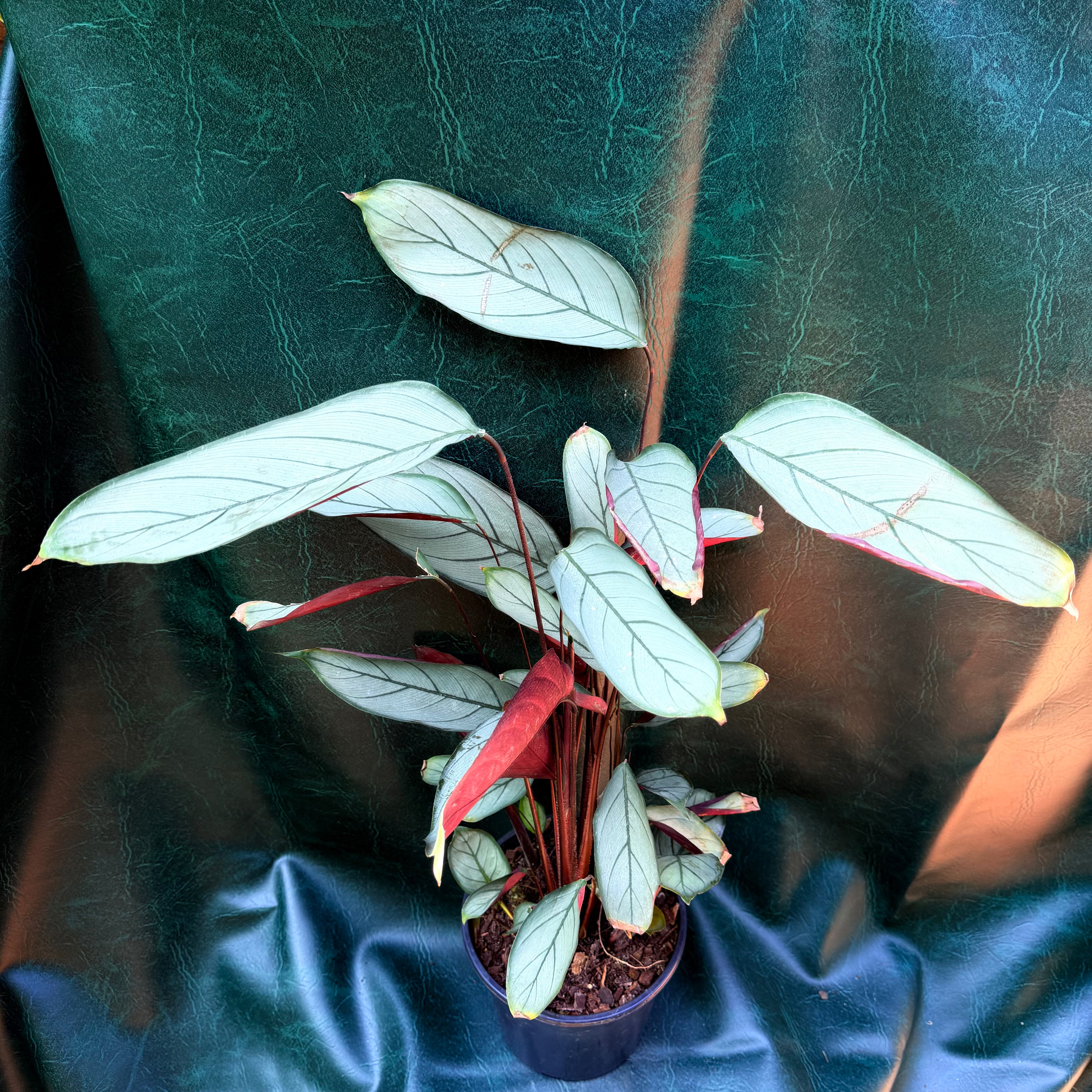 Ctenanthe Grey Star