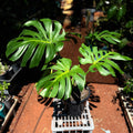 Monstera Deliciosa