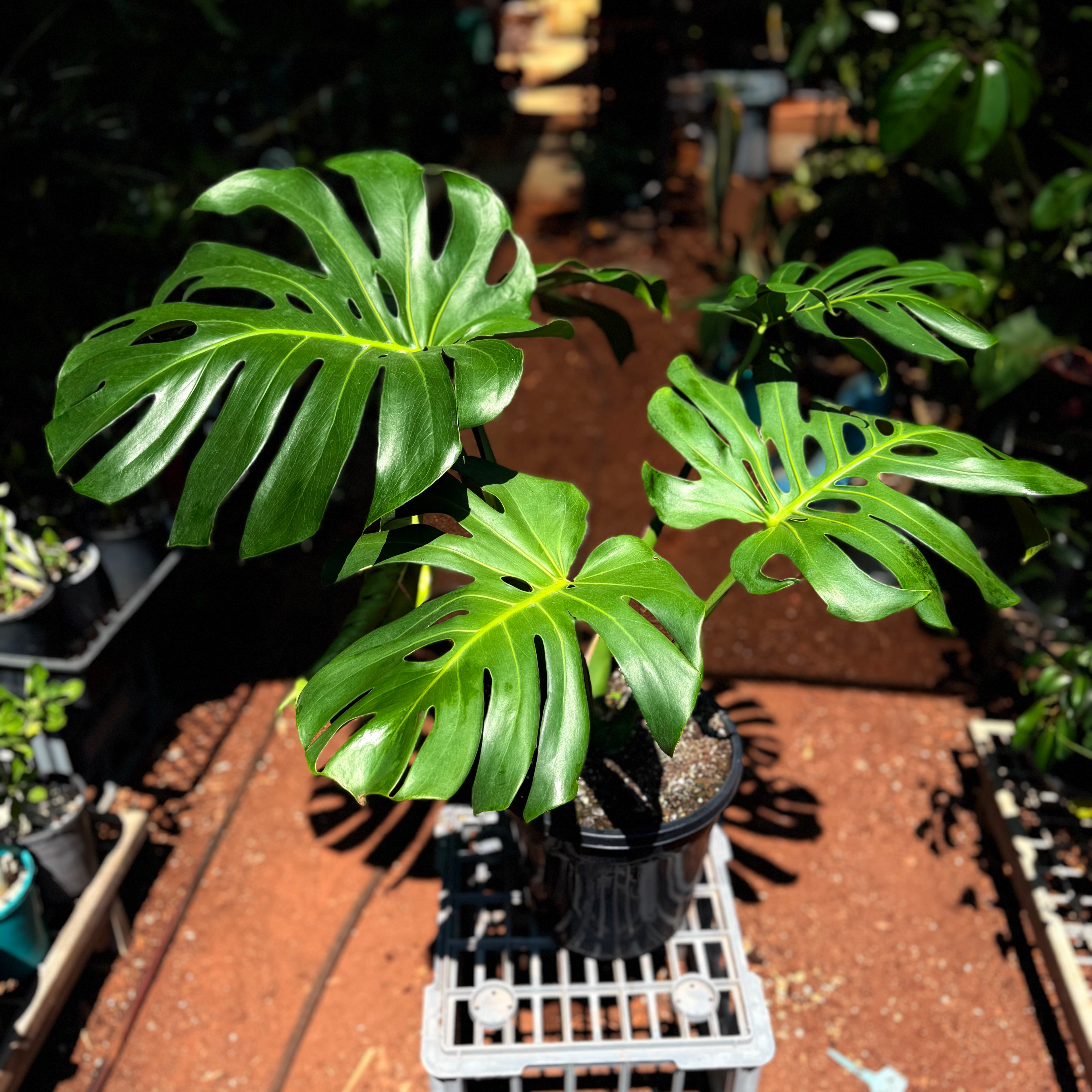 Monstera Deliciosa