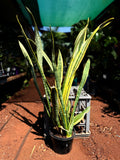 Sansevieria laurentii