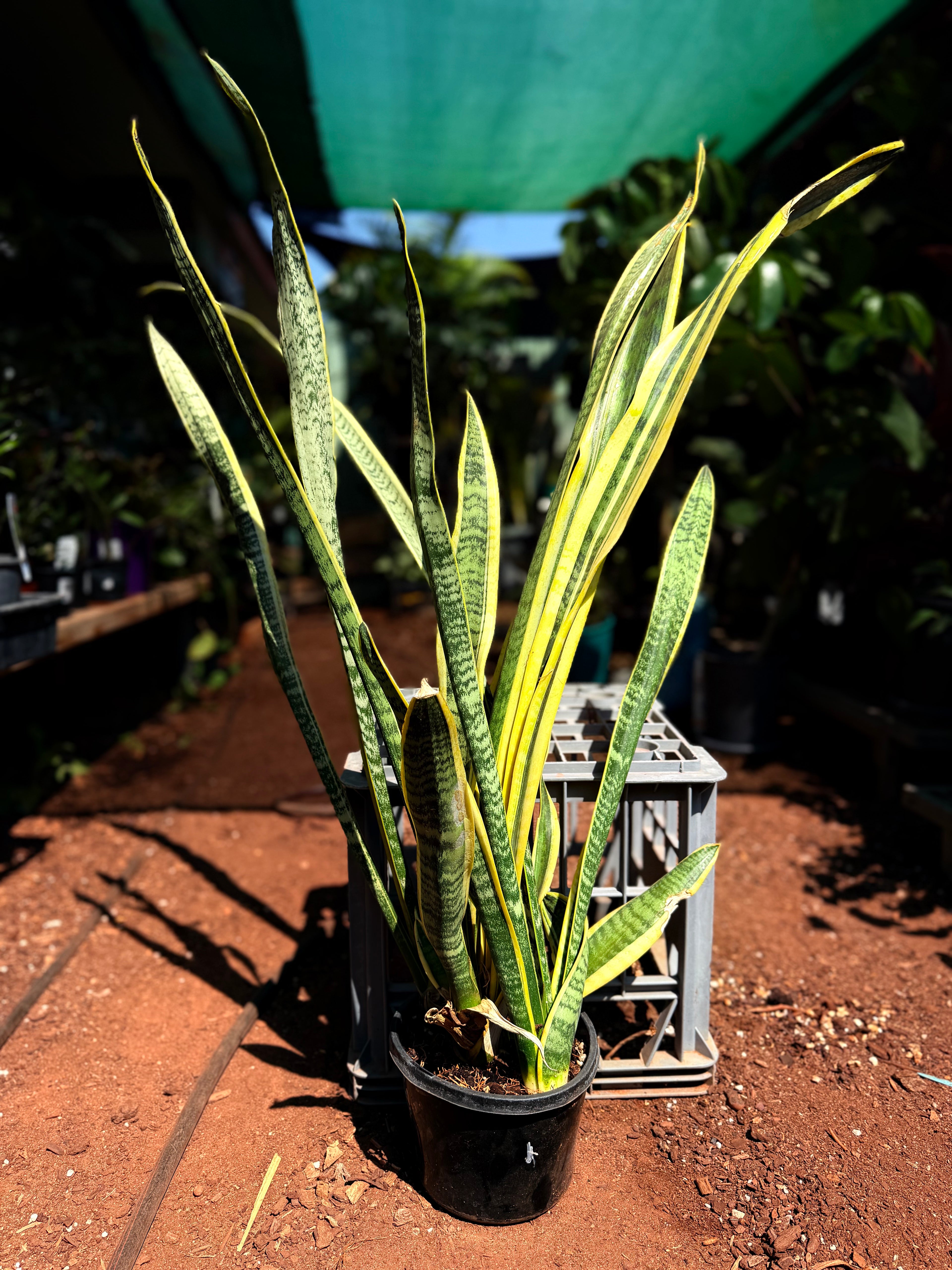 Sansevieria laurentii