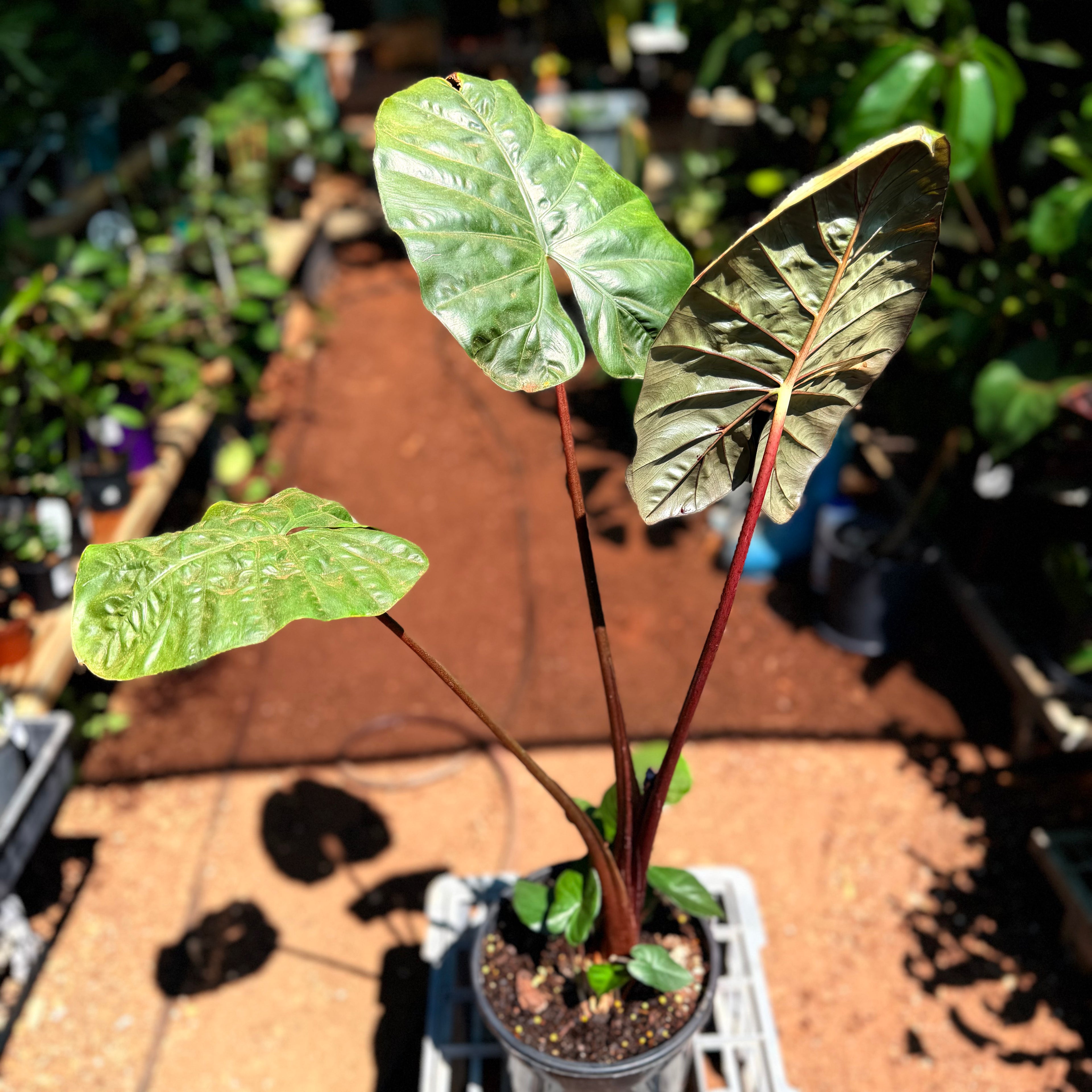 Alocasia Yucatan Princess