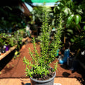 Rosemary