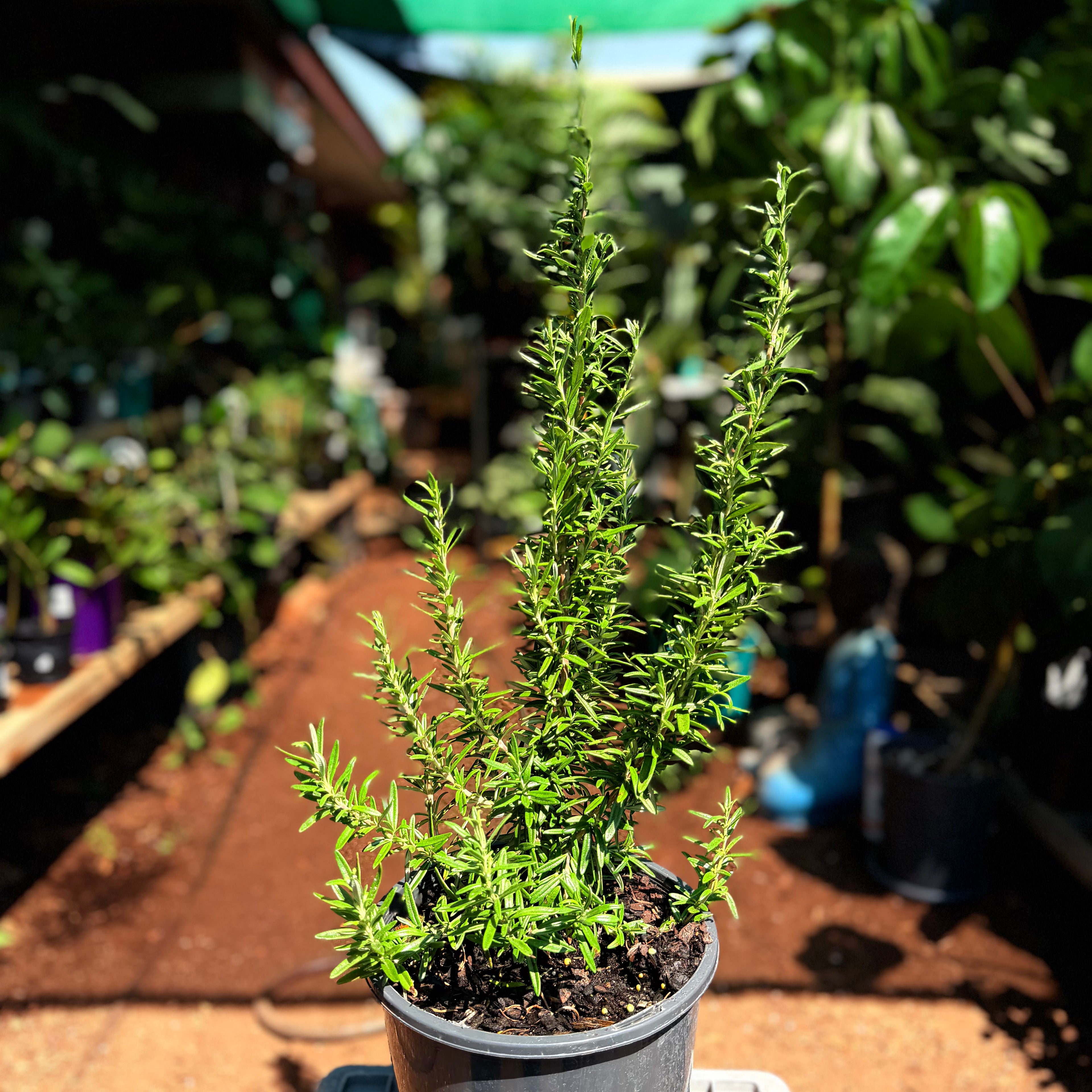 Rosemary