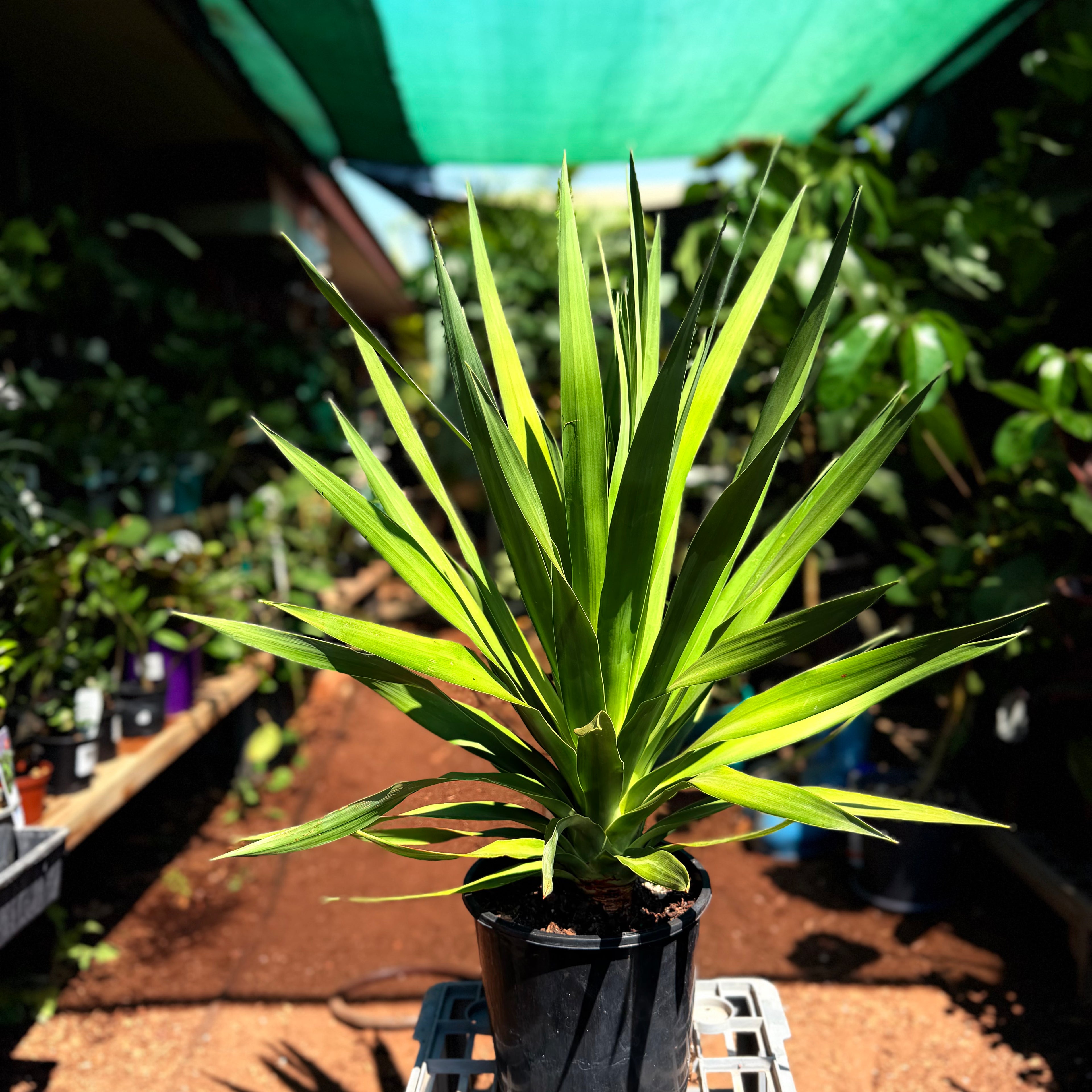 Dracaena Draco