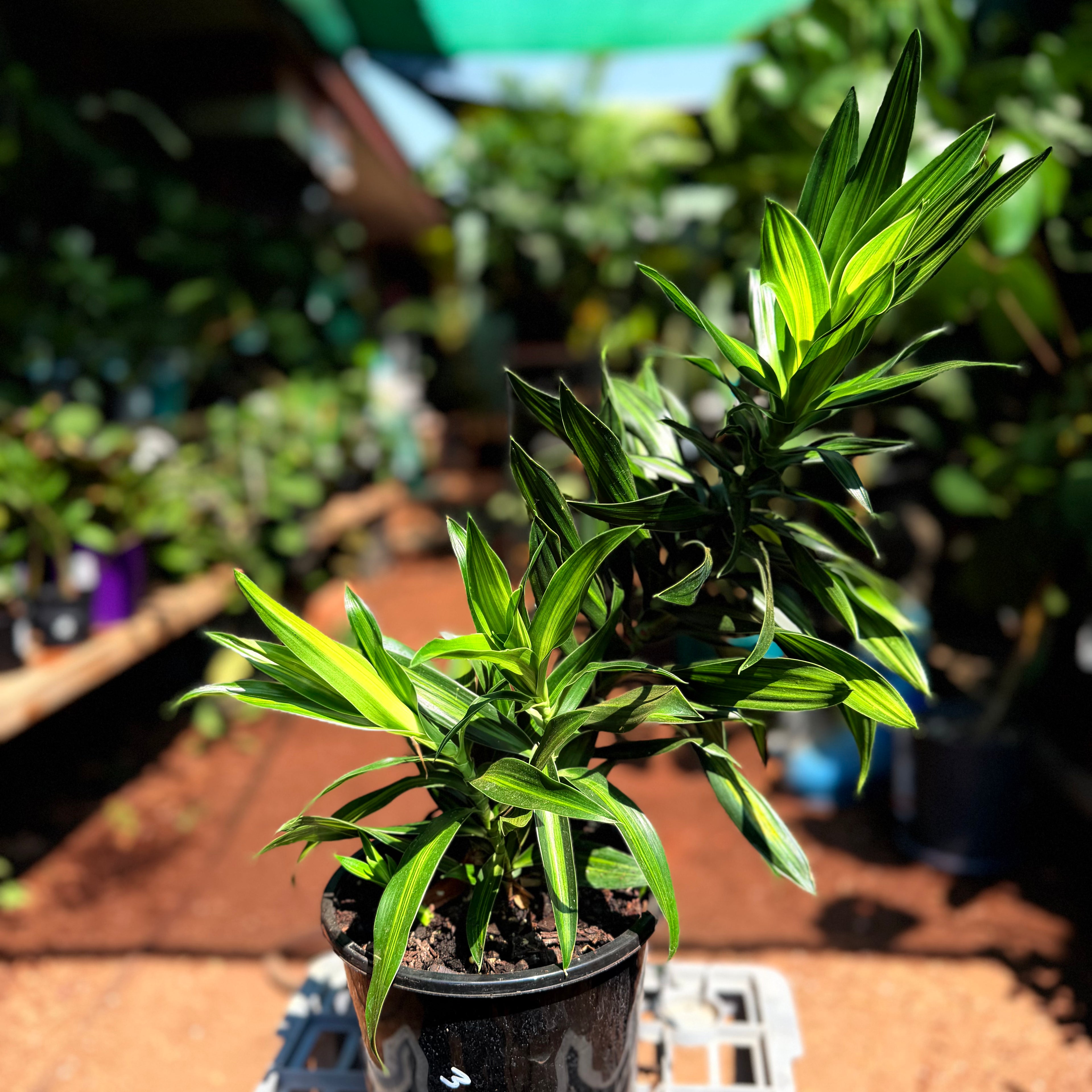 Dracaena Song of Jamaica