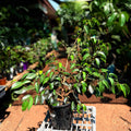 Ficus Midnight Beauty