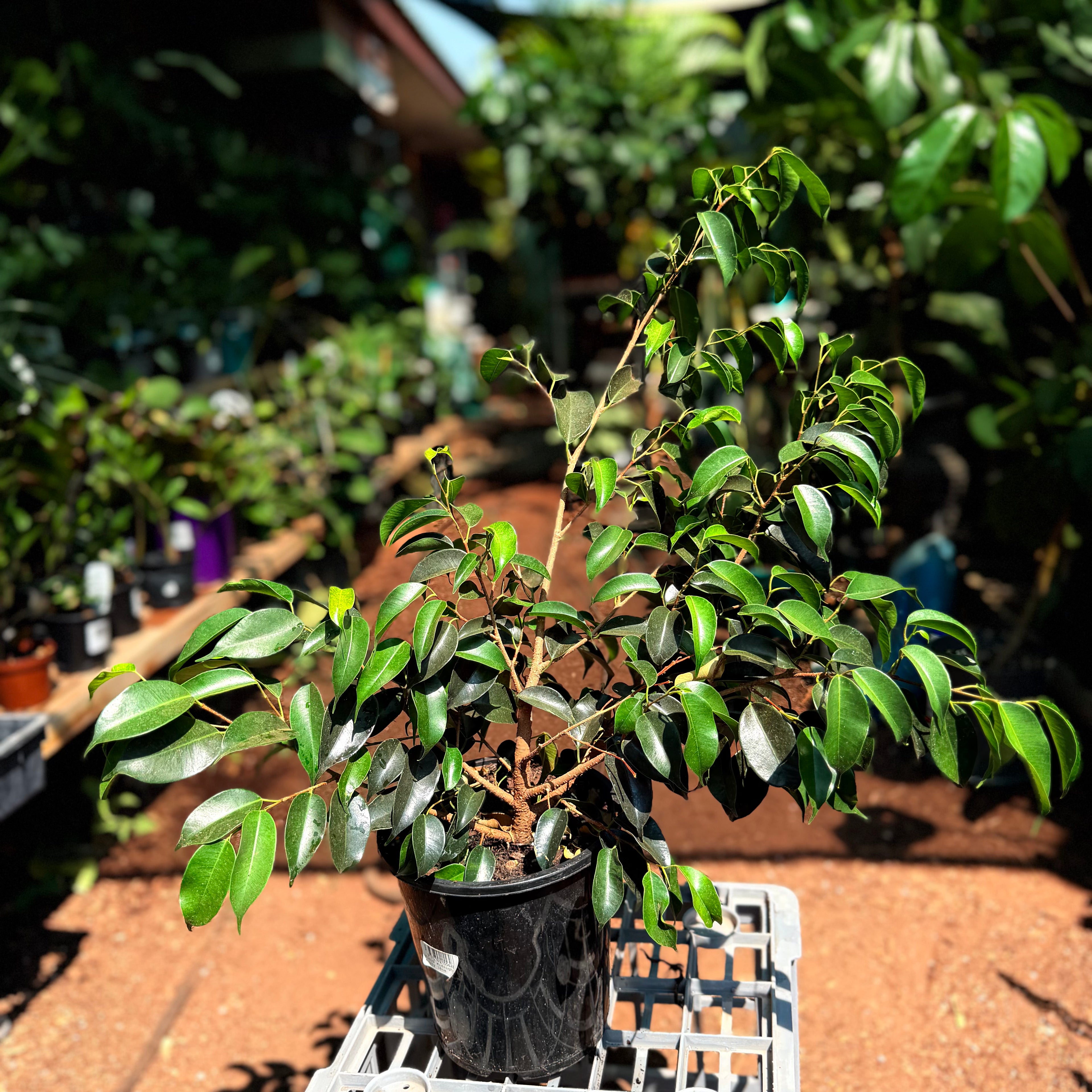 Ficus Midnight Beauty