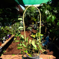 Hardenbergia happy wanderer