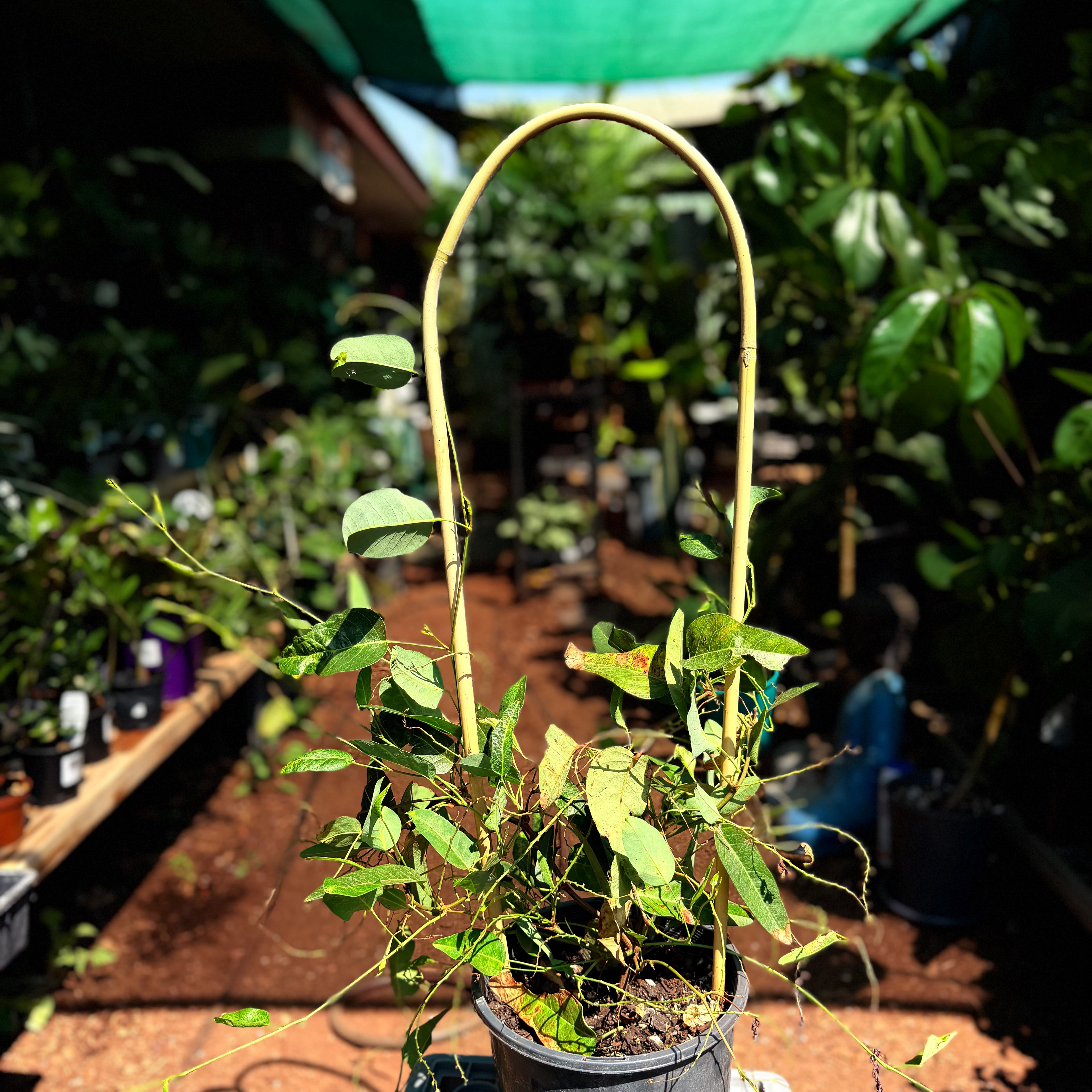 Hardenbergia happy wanderer