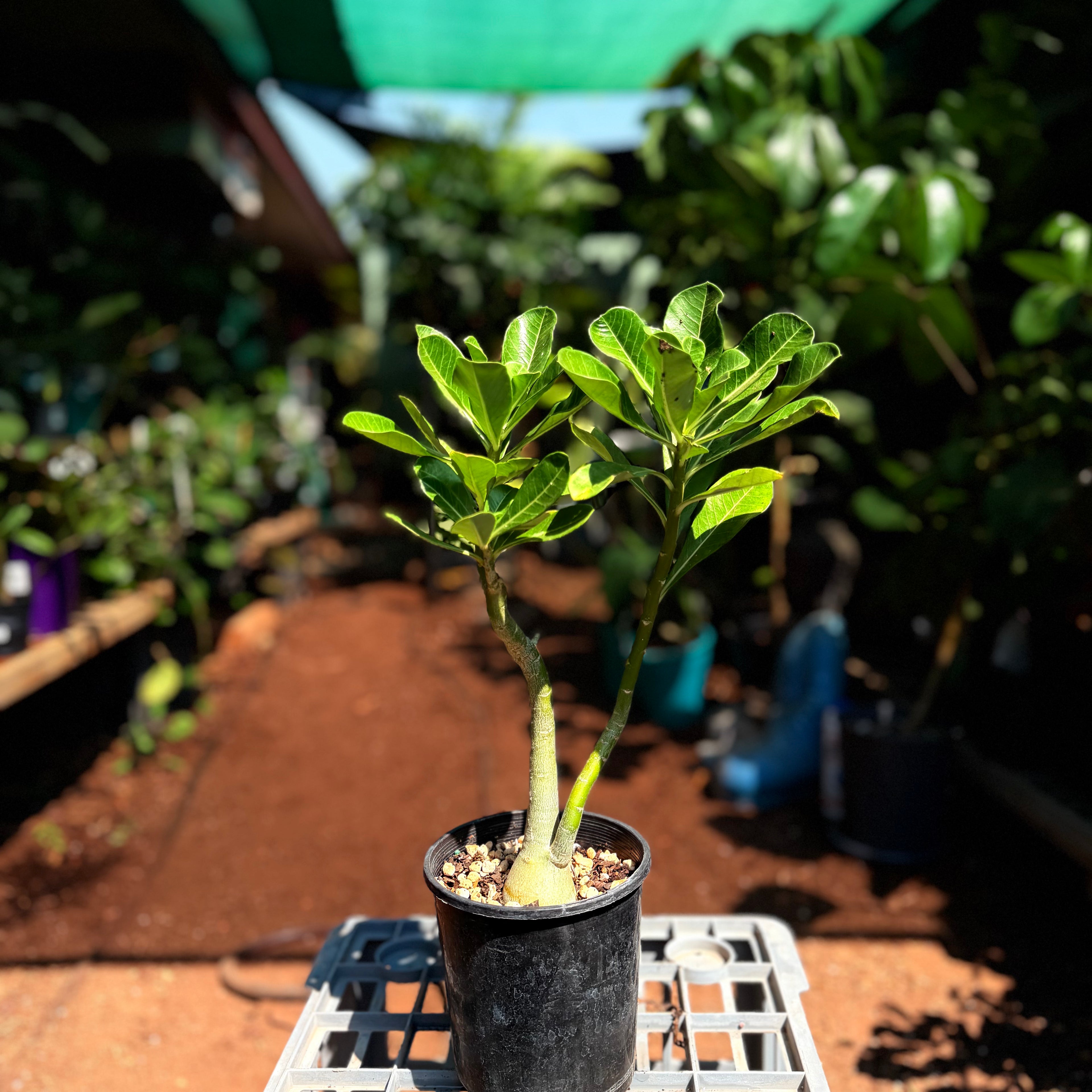 Adenium Obesum