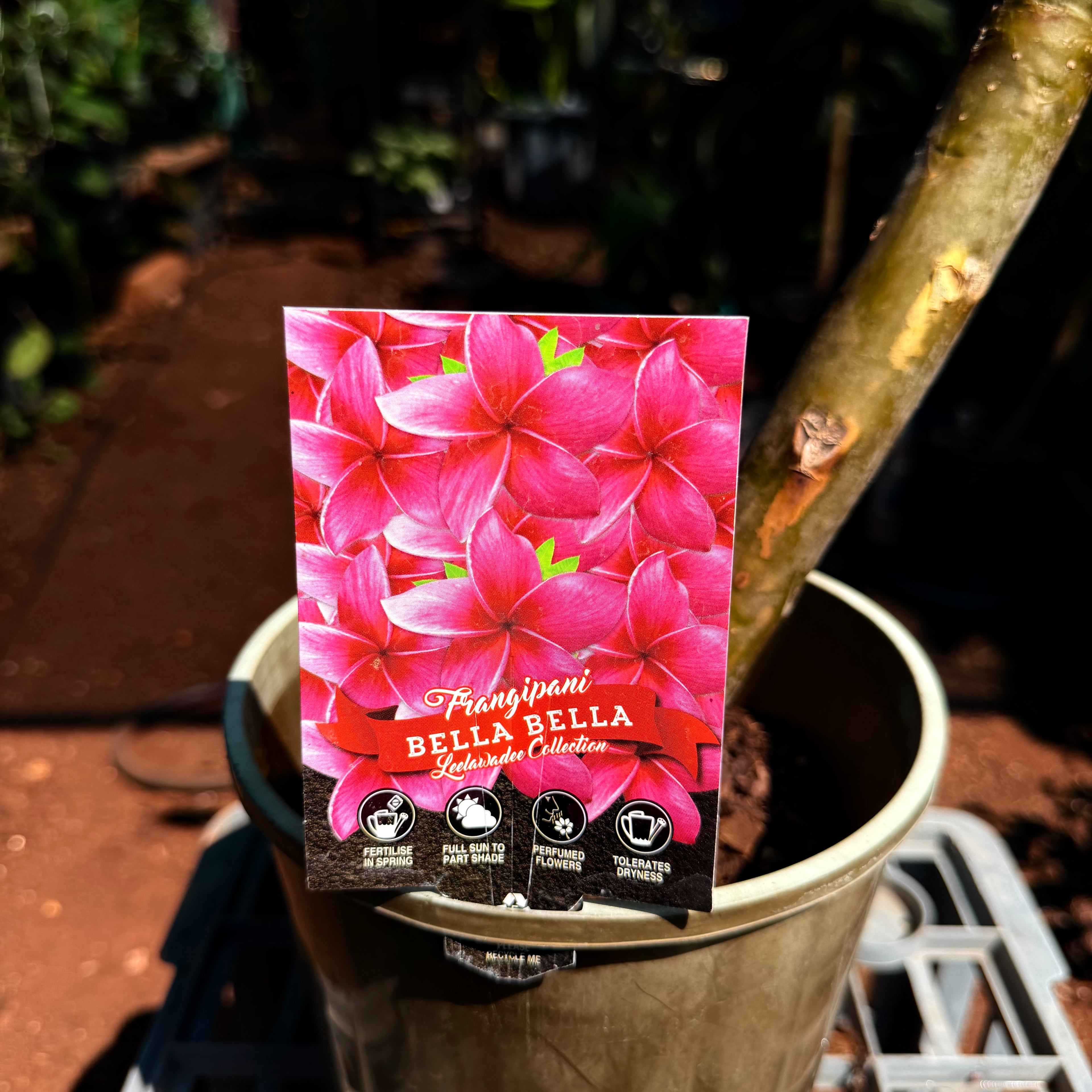 Frangipani Bella Bella