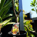 Frangipani Pure Red